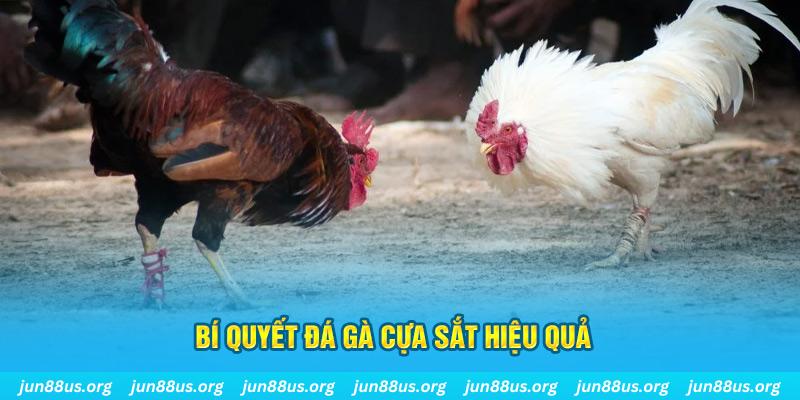 f8bet vip đá gà cựa dao