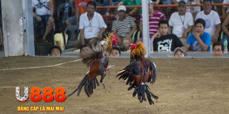 f8bet vip đăng nhập mậu binh online