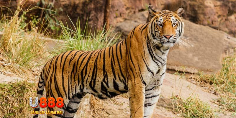f8bet vip bắn cá rikvip